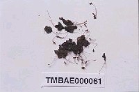 藏品(柔毛真苔)的圖片